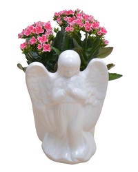 Angel Blooming from Schultz Florists, flower delivery in Chicago