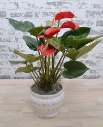 Anthurium Plant from Schultz Florists, flower delivery in Chicago