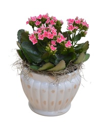 Ceramic Blooming from Schultz Florists, flower delivery in Chicago