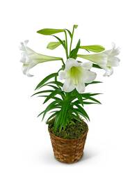 Easter Lily Plant in Basket from Schultz Florists, flower delivery in Chicago