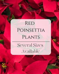 Poinsettia Plant from Schultz Florists, flower delivery in Chicago