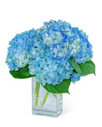 Hydrangeas In Blue from Schultz Florists, flower delivery in Chicago