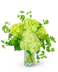 Green Glow from Schultz Florists, flower delivery in Chicago