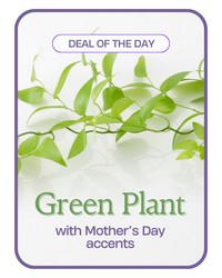 Green Plant with Mother's Day Accents from Schultz Florists, flower delivery in Chicago