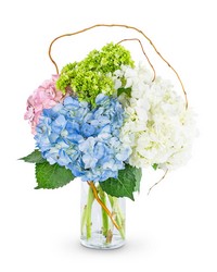 Sweet Hydrangea from Schultz Florists, flower delivery in Chicago