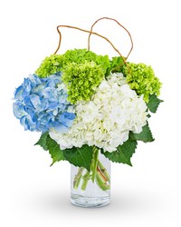 Hydrangea Perfection from Schultz Florists, flower delivery in Chicago