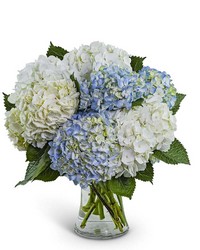 Lovely Lush Hydrangea from Schultz Florists, flower delivery in Chicago