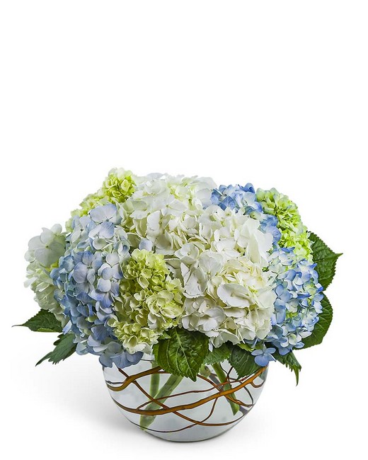 Modern Hydrangea