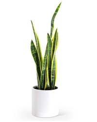 Sansevieria Plant from Schultz Florists, flower delivery in Chicago