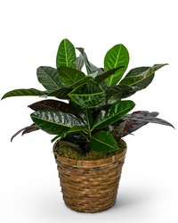 Croton Plant in Basket from Schultz Florists, flower delivery in Chicago