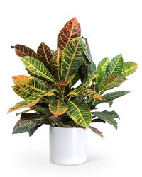 Croton Petra Plant from Schultz Florists, flower delivery in Chicago