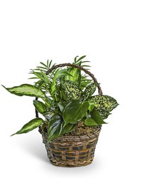 Tranquil Dish Garden in Basket from Schultz Florists, flower delivery in Chicago
