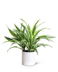 Dracaena Lemon Lime Plant from Schultz Florists, flower delivery in Chicago
