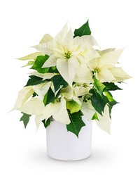 White Poinsettia Plant from Schultz Florists, flower delivery in Chicago