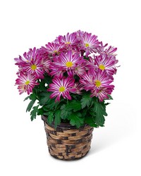 Purple Daisy Chrysanthemum Plant from Schultz Florists, flower delivery in Chicago