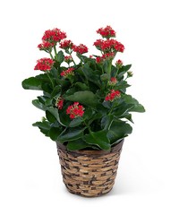 Red Kalanchoe Plant from Schultz Florists, flower delivery in Chicago