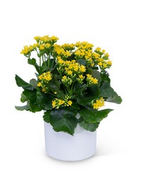 Kalanchoe Plant from Schultz Florists, flower delivery in Chicago