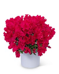 Azalea Plant from Schultz Florists, flower delivery in Chicago
