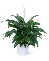 Peace Lily Plant from Schultz Florists, flower delivery in Chicago