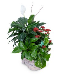 Verdant Basket from Schultz Florists, flower delivery in Chicago