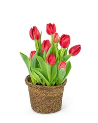 Potted Tulip Plant from Schultz Florists, flower delivery in Chicago