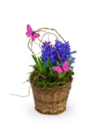 Hyacinth Plant in Basket from Schultz Florists, flower delivery in Chicago