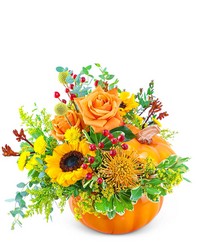 Pumpkin in Radiance from Schultz Florists, flower delivery in Chicago