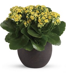 Kalanchoe Plant from Schultz Florists, flower delivery in Chicago