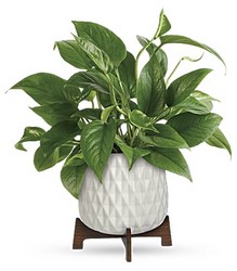 Lush Leaves Pothos Plant from Schultz Florists, flower delivery in Chicago